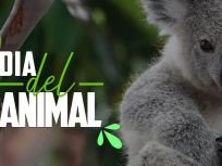 DIA_DEL_ANIMAL